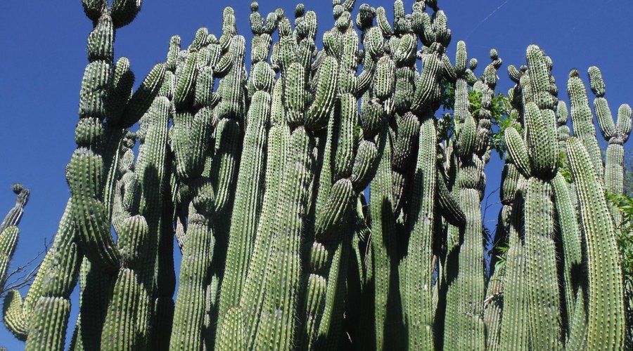 Organ Pipe Cacti