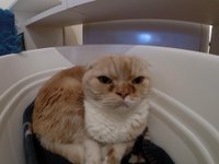 Cute angry cat haha - didn't move from top shelf - can't touch cats up  there – Foto de Cat Cafe Hapineko, Shibuya - Tripadvisor