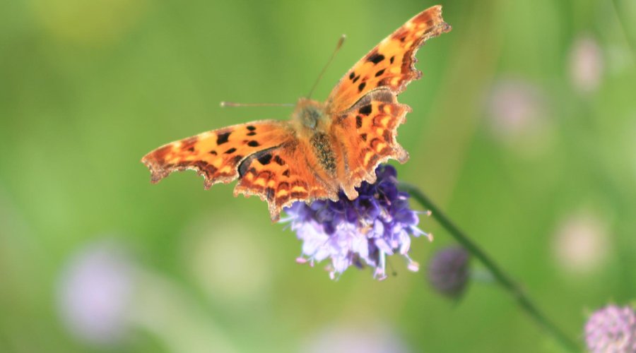 Buterfly at Monikie