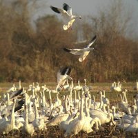 Pocosin Lakes National Wildlife Refuge - All You Need to Know BEFORE ...