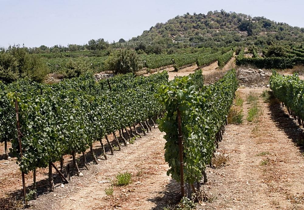 winery tours near jerusalem