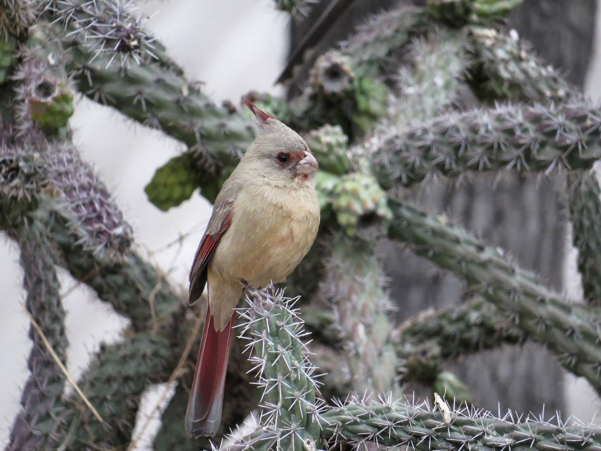 BATTISTE'S BED, BREAKFAST & BIRDS - B&B Reviews (Hereford, AZ)