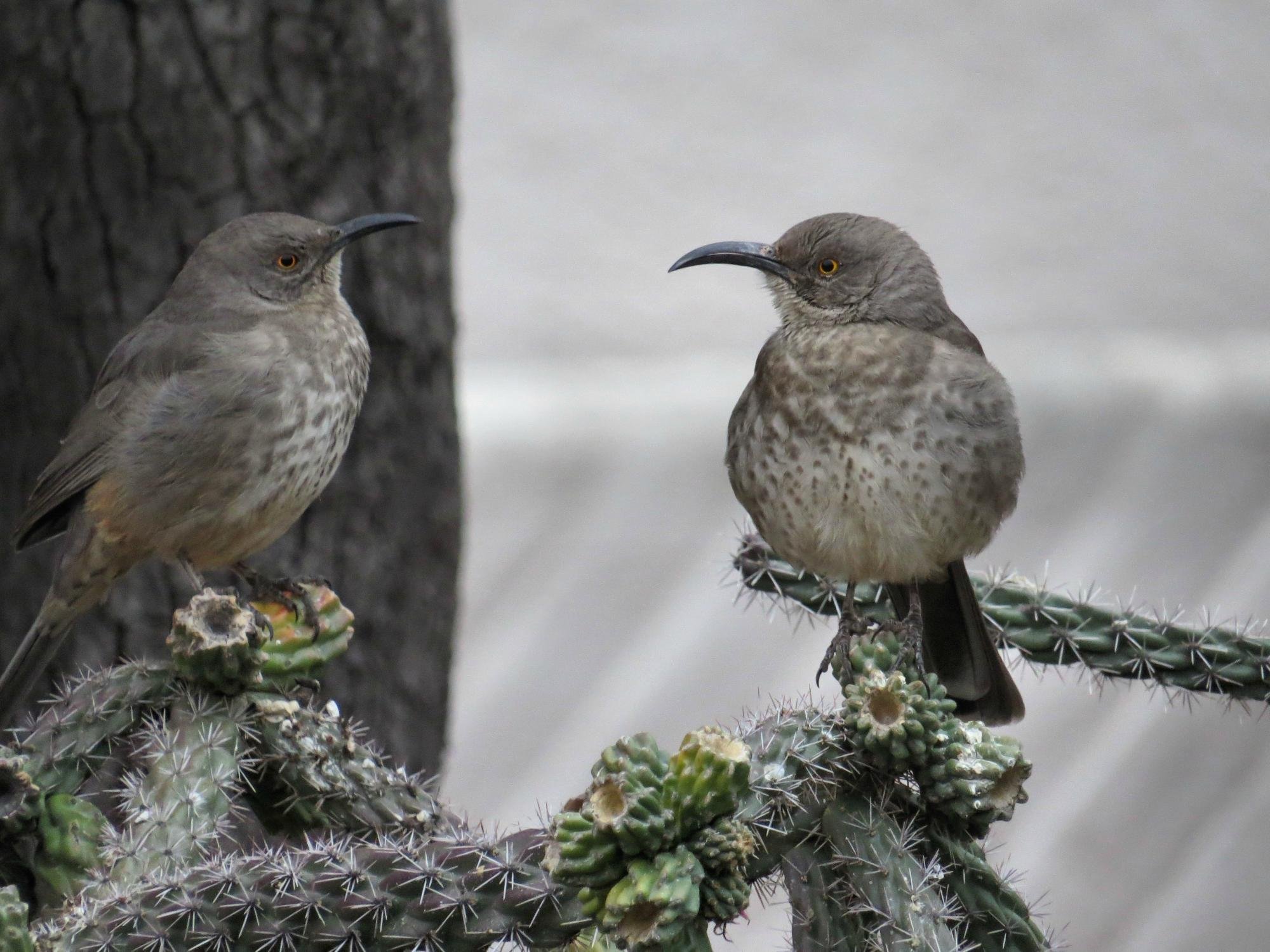 BATTISTE'S BED, BREAKFAST & BIRDS - B&B Reviews (Hereford, AZ)