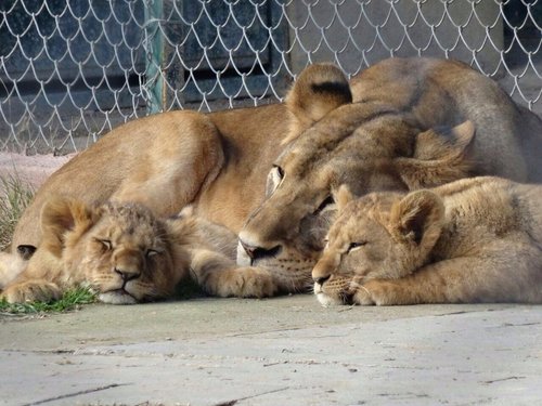 the 5 best zoos aquariums in istanbul tripadvisor