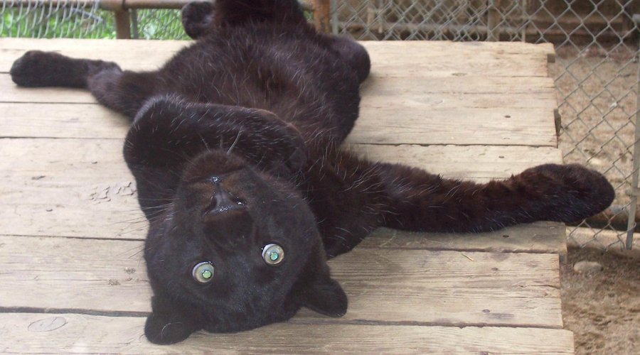 Black Leopard