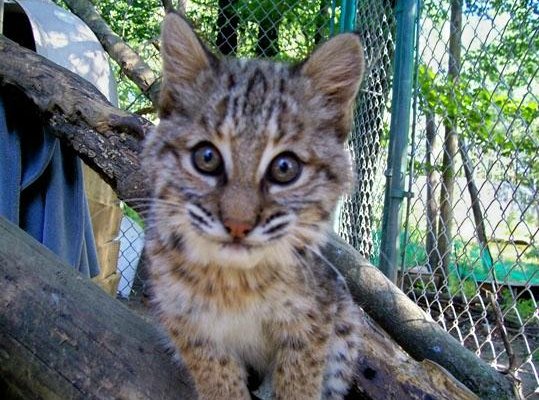 Bobcat Kitten