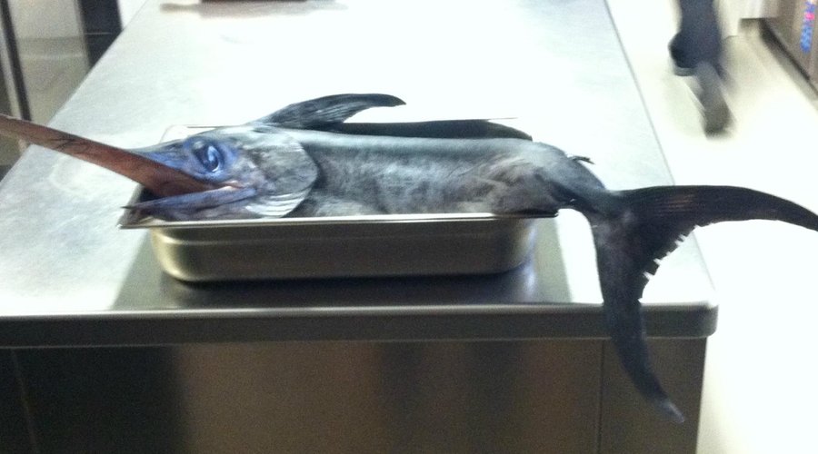 Schwertfisch