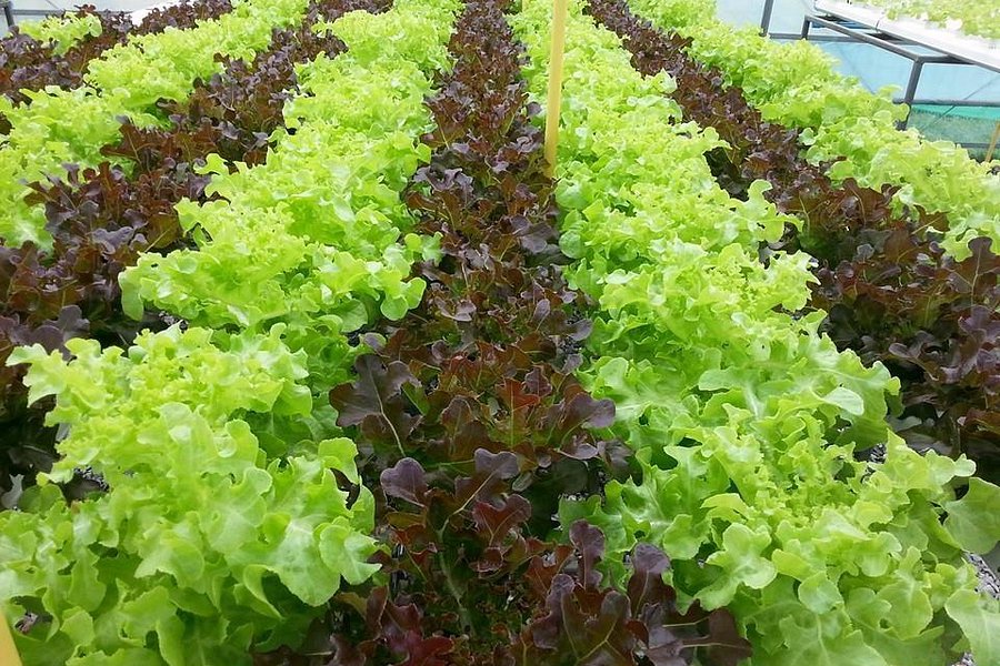 Daily Fresh Farm - Organic Farm Hydroponic Technology image