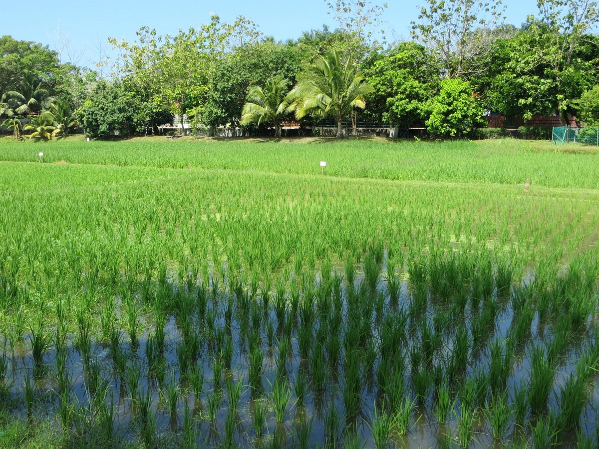 Rice Museum Langkawi All You Need To Know Before You Go