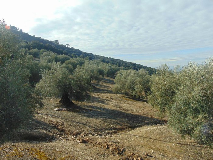 Imagen 17 de Sierra de Araceli