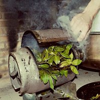 Smoking water buffalo
