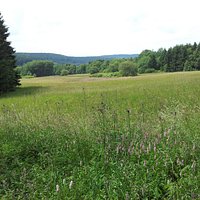 Reifenberger Wiesen