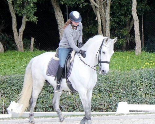 Diferença entre Andar a Cavalo e Montar Cavalo :: Dressage Arte Equestre