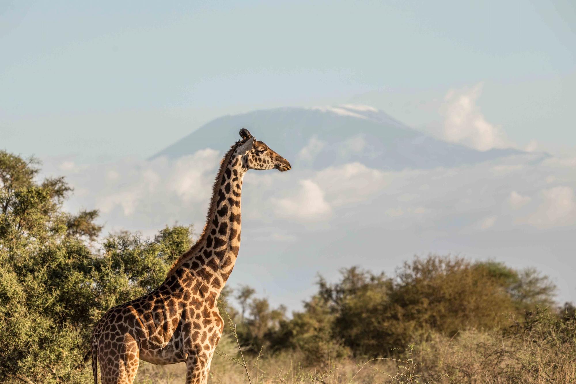 Viaggi In Kenya: Dove Andare 2024 - Tripadvisor