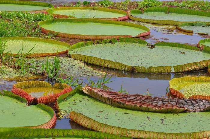Giant water-lillies