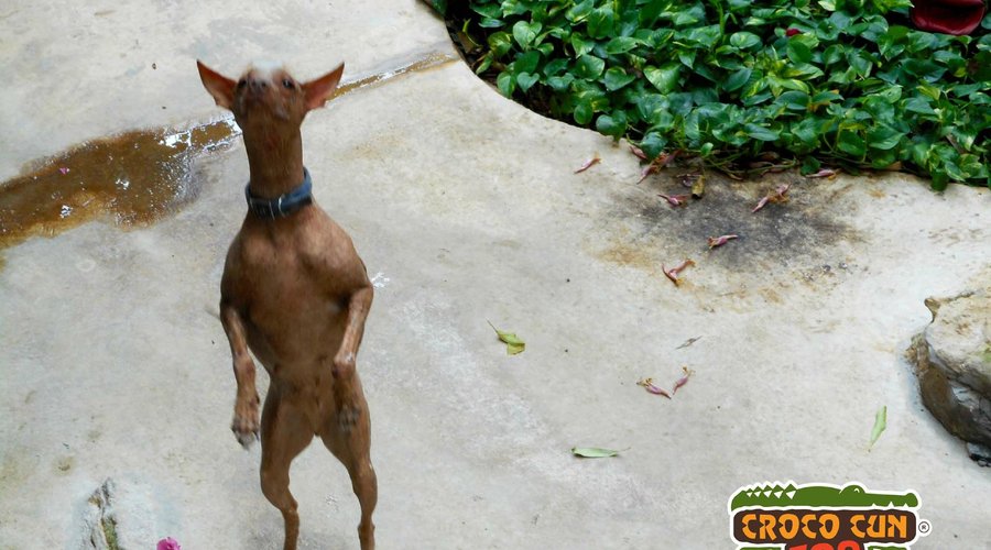 Pet xoloitzcuintle dogs!