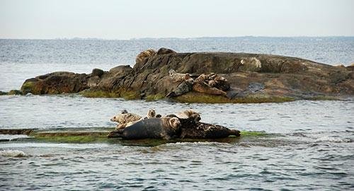 Säl- och skärgårdssafari