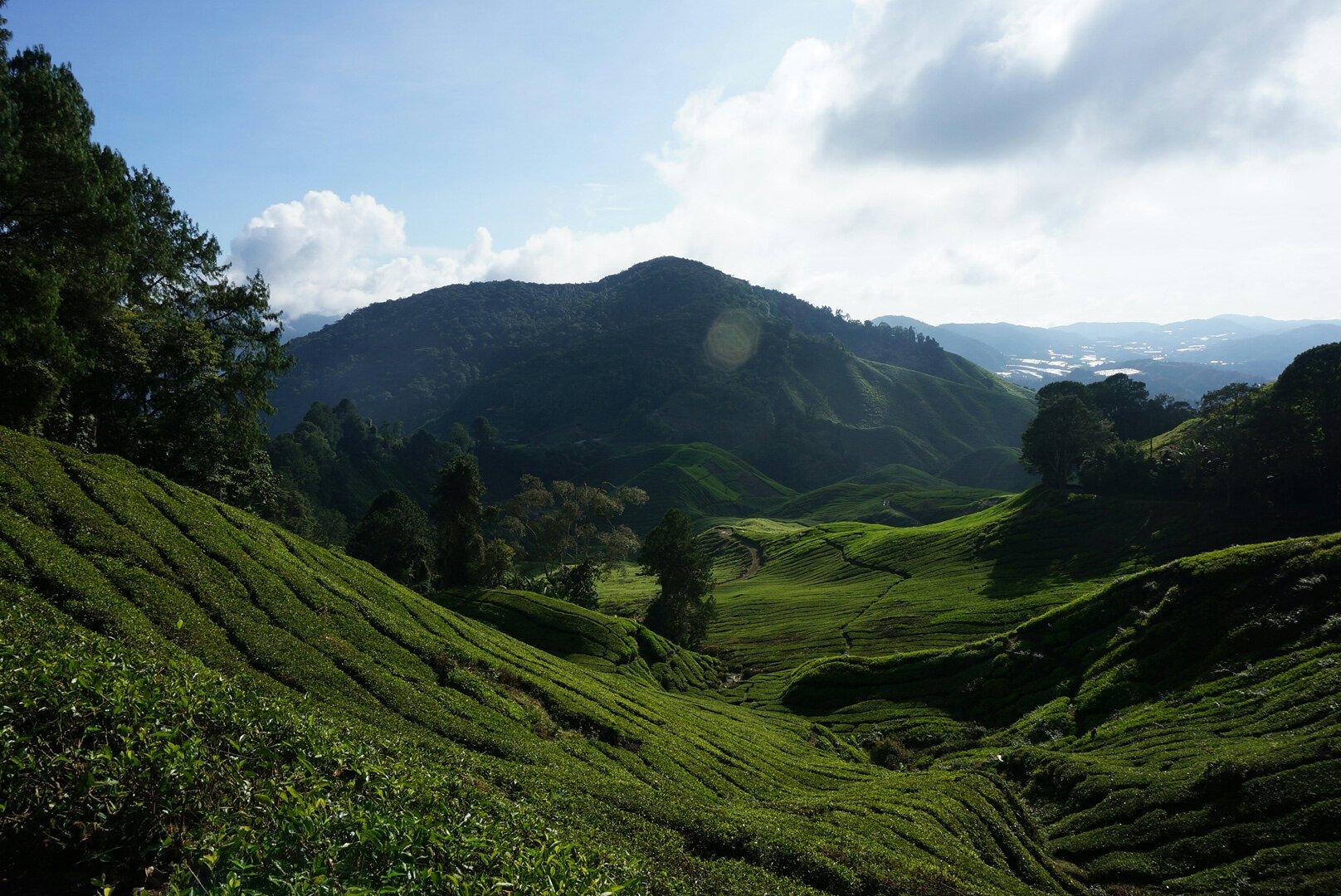 THE 10 BEST Things To Do In Cameron Highlands 2024 With Photos   Beautiful 