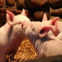 Baylham House Farm