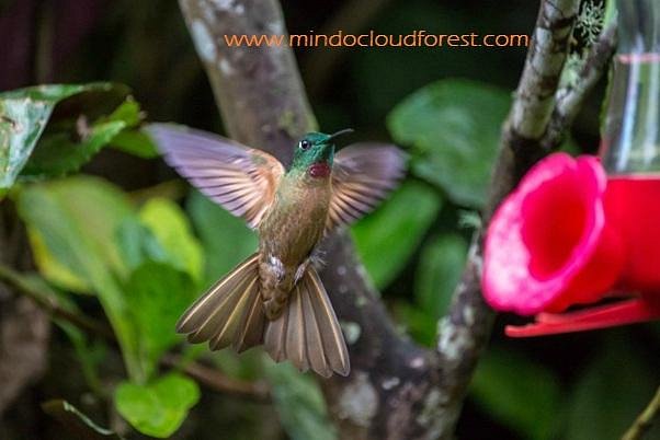 Mindo Cloud Forest Day Tours image