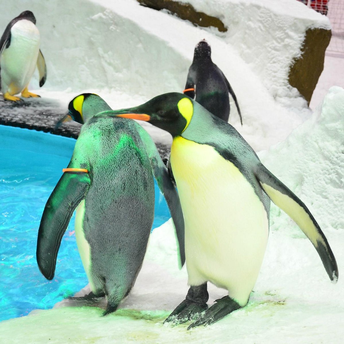 Snow Penguins at Ski Dubai - All You Need to Know BEFORE You Go