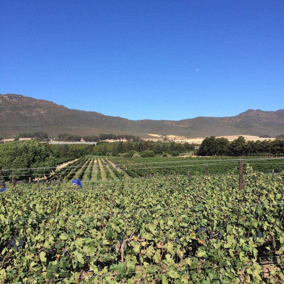 Lemberg Wine Estate (Tulbagh) - 2021 All You Need to Know Before You Go ...