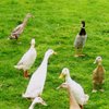 runner1duck