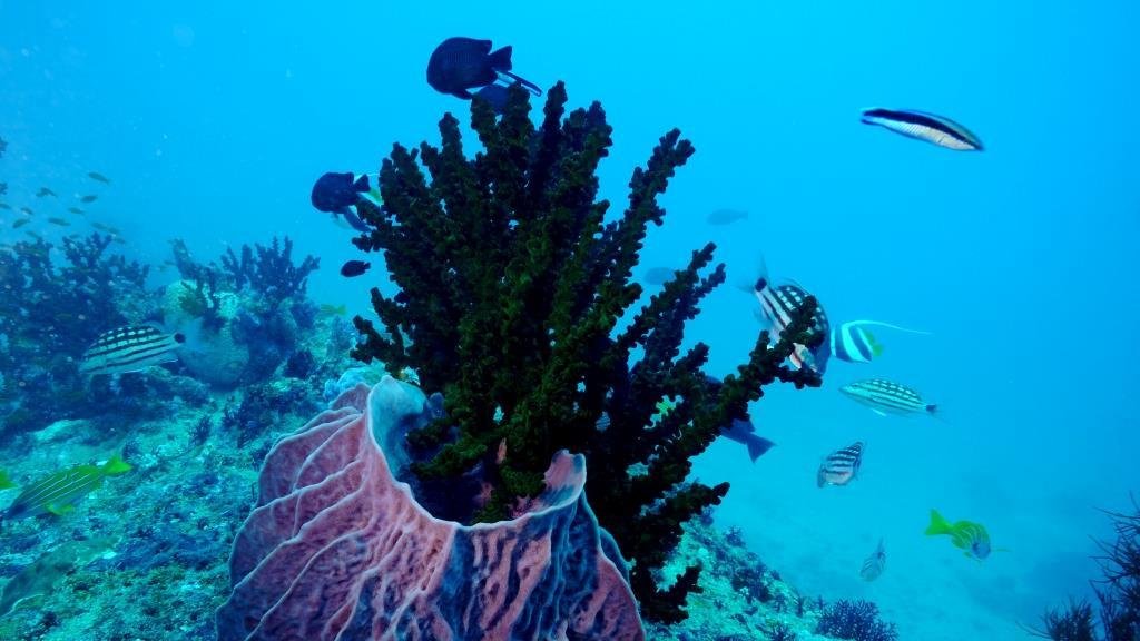 Blue Corals Dive Ilha De Havelock Atualizado 2022 O Que Saber Antes De Ir Sobre O Que As 1862