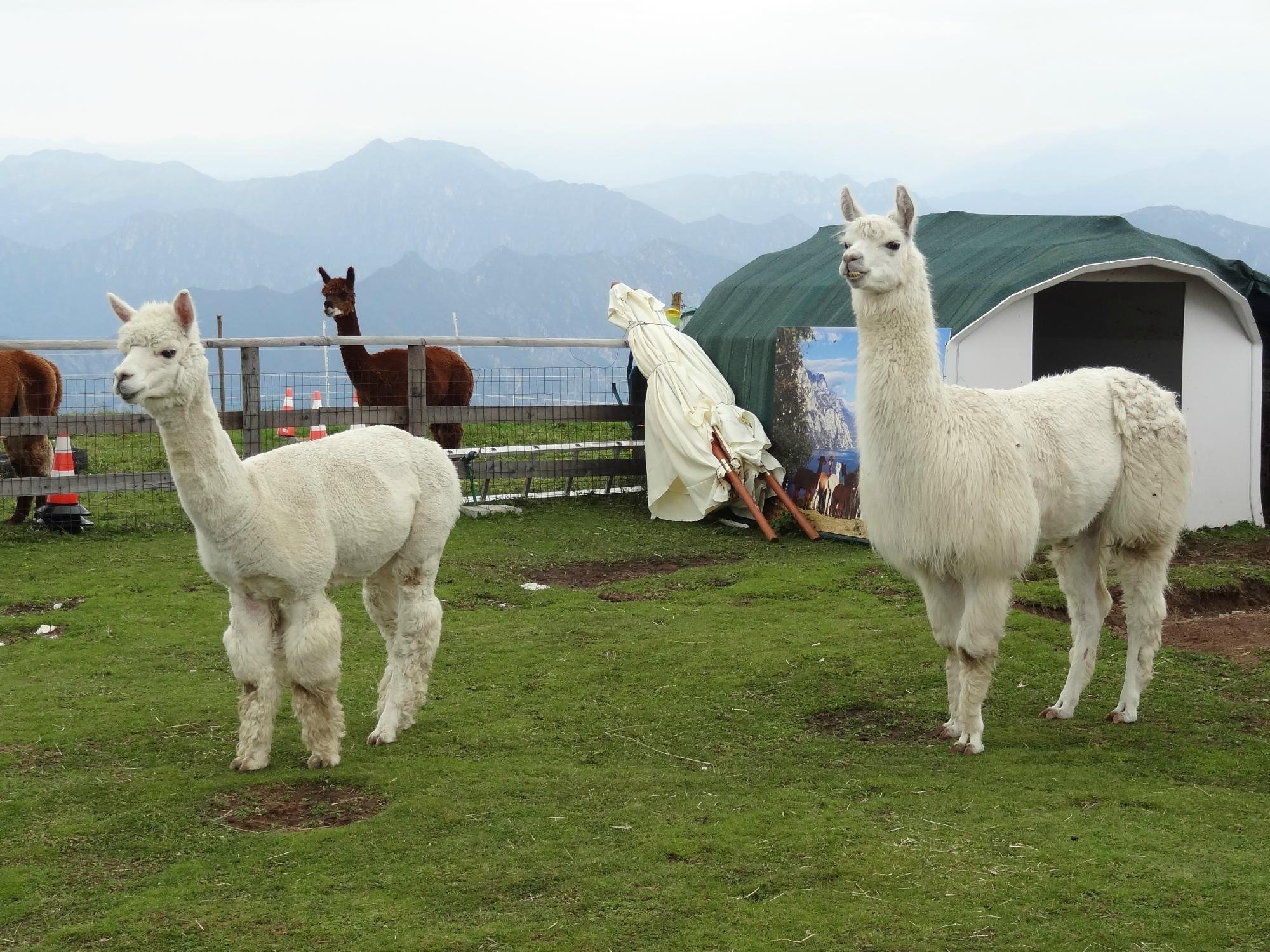 Elalpaca All You Need to Know BEFORE You Go with Photos