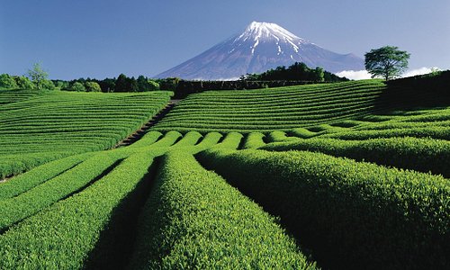 Mt Fuji and tea plantations