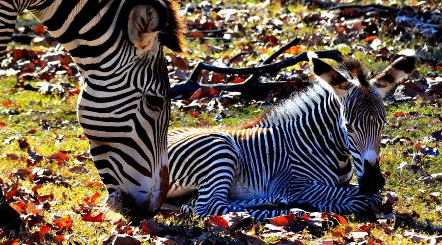 Zebras