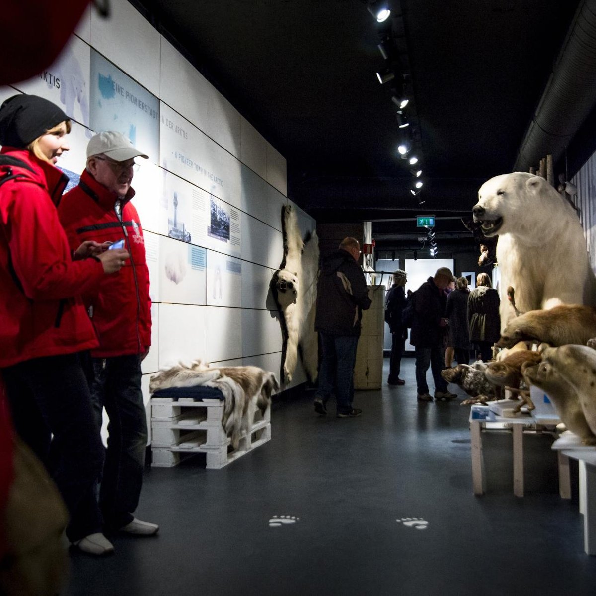 The Polar Bear Society, Хаммерфест: лучшие советы перед посещением -  Tripadvisor