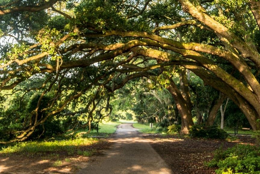 Charleston Tea Garden image