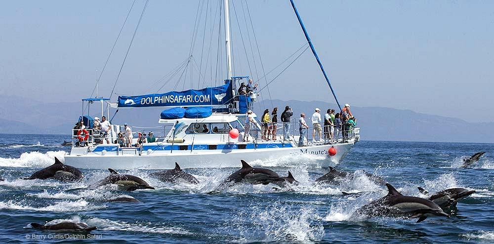 dolphin safari catamaran