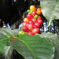 You can smell the coffee beans growing