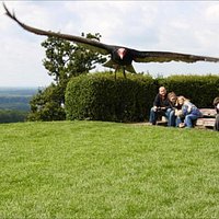 Eagle Performance in Kreuzenstein