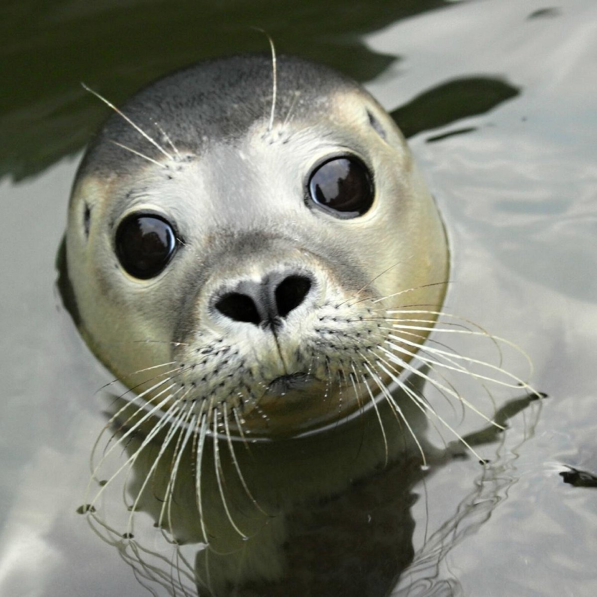 The Scottish SEA LIFE Sanctuary, Barcaldine: лучшие советы перед посещением  - Tripadvisor