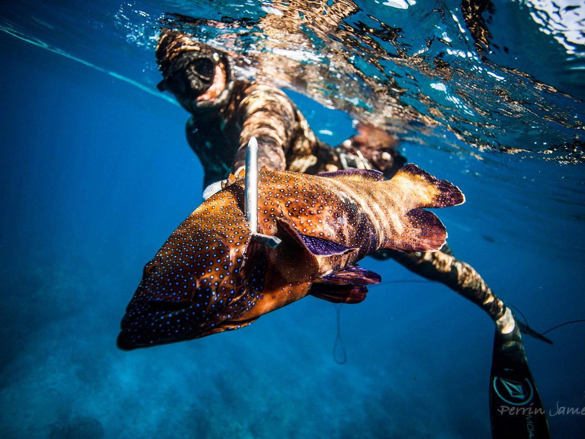 Hawaii Spearfishing: Techniques, Tips And Best Charters →