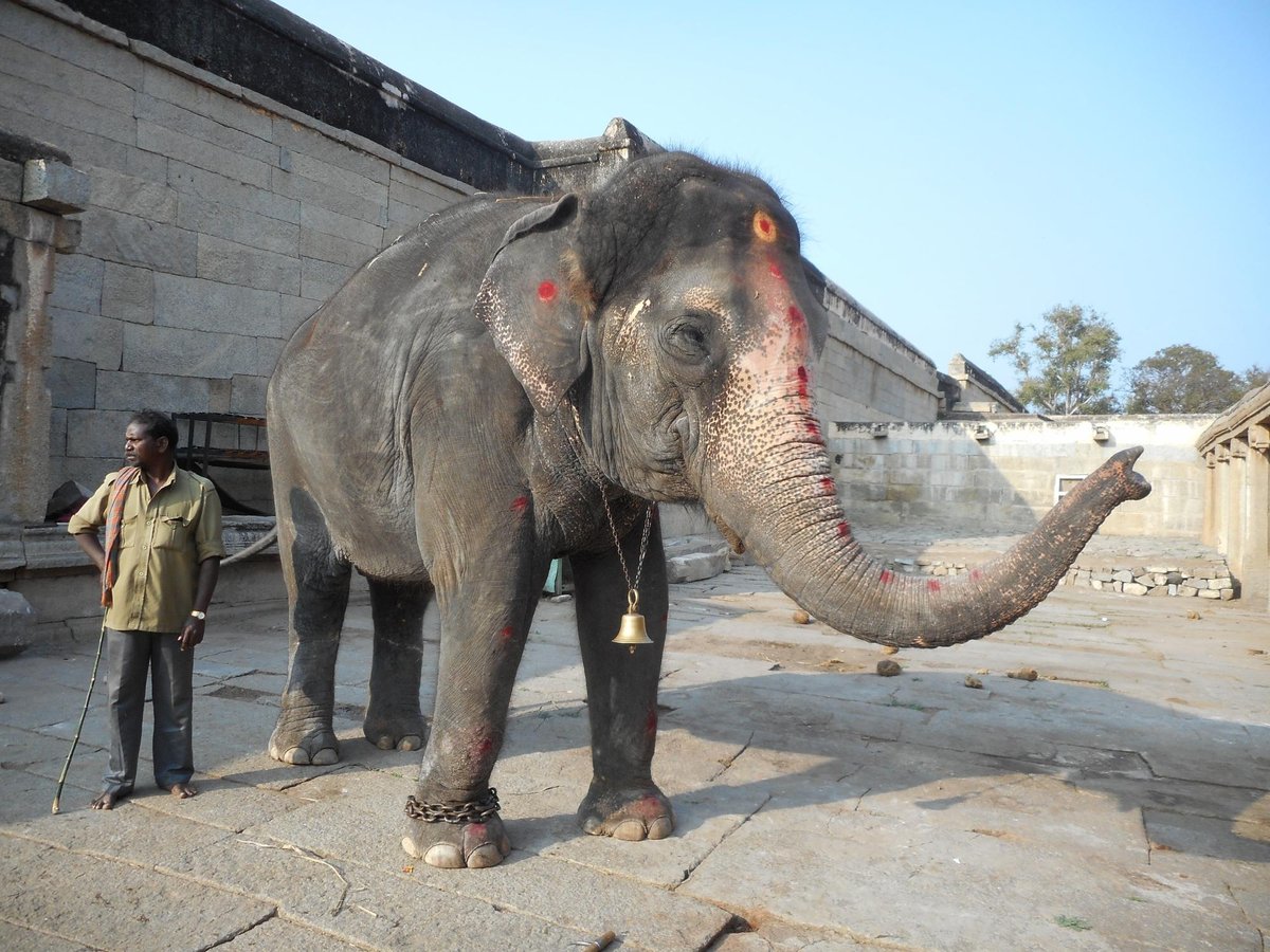 Lakshmi the Elephant, Хампи: лучшие советы перед посещением - Tripadvisor