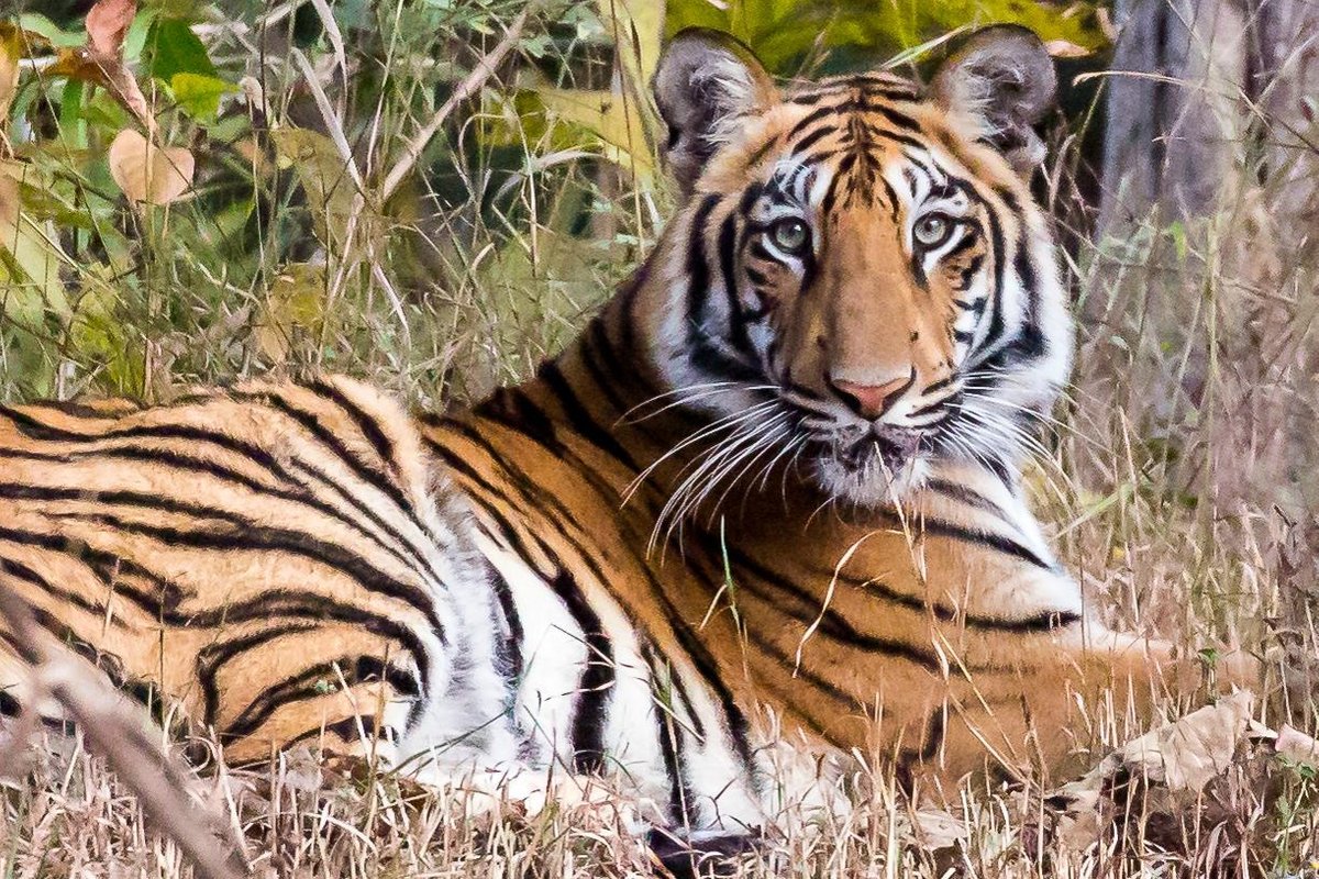 Interesting Facts about the Majestic Royal Bengal Tigers at the Tadoba Tiger  Reserve