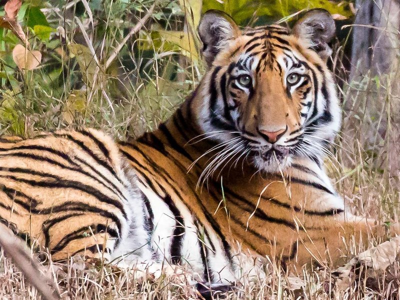 Tadoba Andhari Tiger Reserve 2024: Best Places to Visit - Tripadvisor