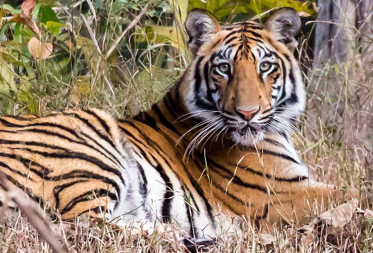 Tadoba Andhari National Park - All You Need to Know BEFORE You Go (2024)