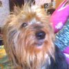 Mippycha C