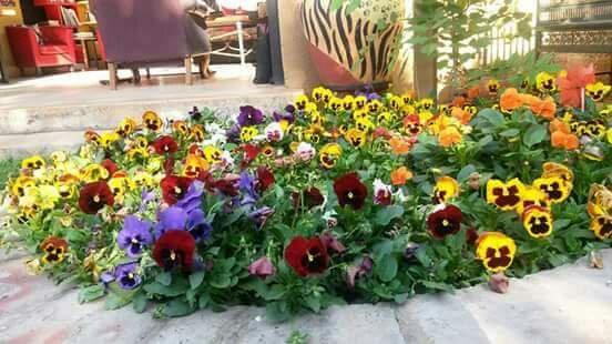 Hotel photo 18 of Leopard Lily Bed & Breakfast.