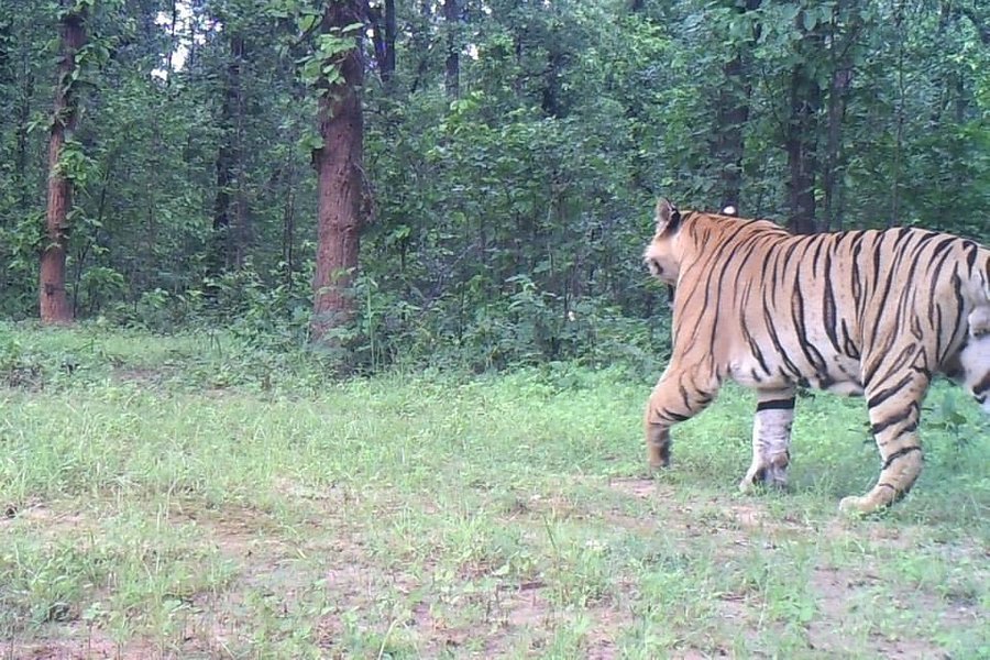 Sanjay National Park image