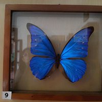 Mariposa