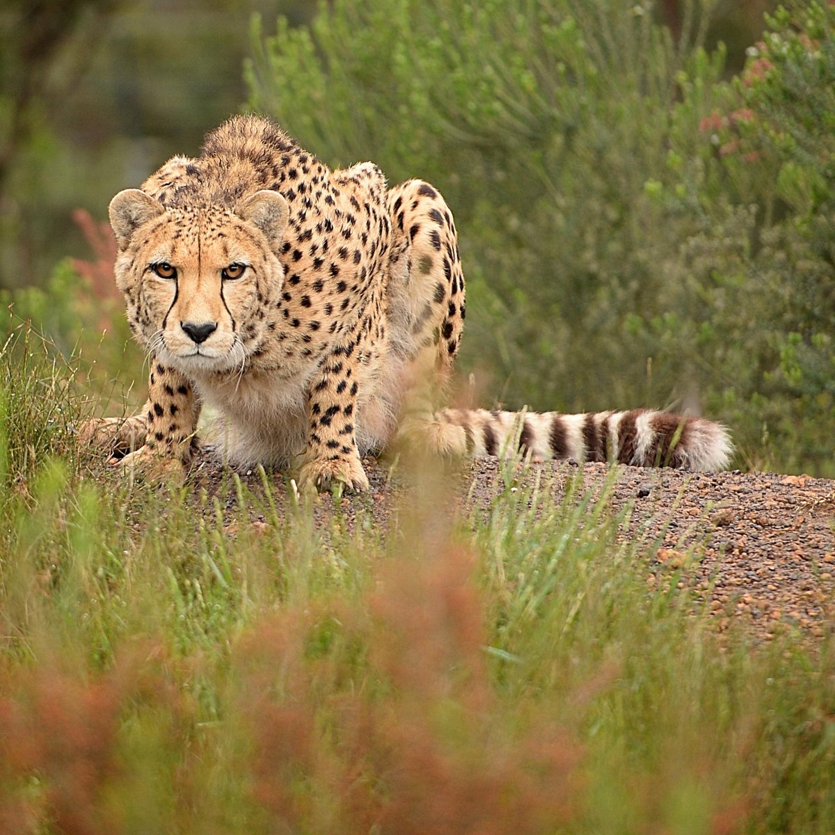 Tenikwa Wildlife Awareness Centre (The Crags) - 2021 All You Need to ...