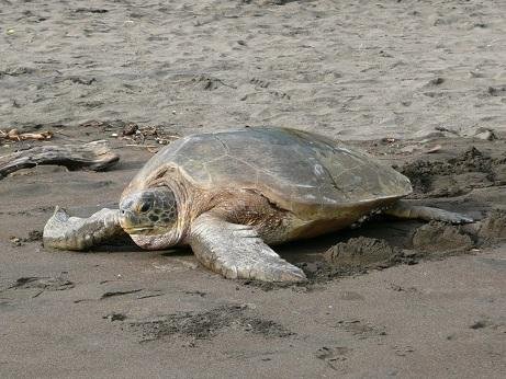 Tortuguero Tours - Adventures close to Nature - All You Need to Know ...