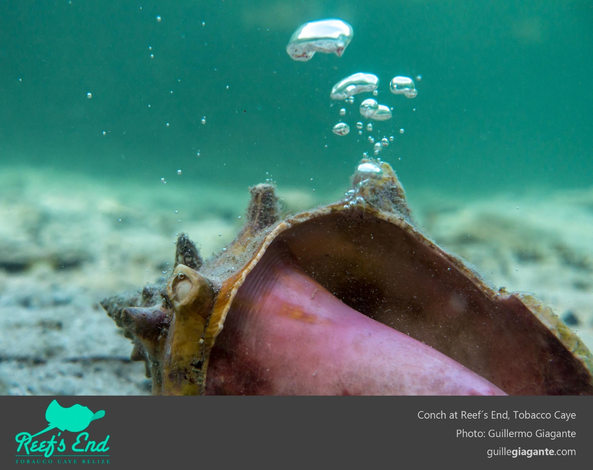 REEF'S END LODGE (Tobacco Caye, Belice) - Opiniones Y Comentarios - B ...