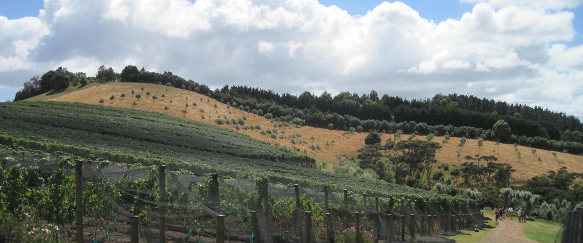 Grape vines and olive trees everywhere!